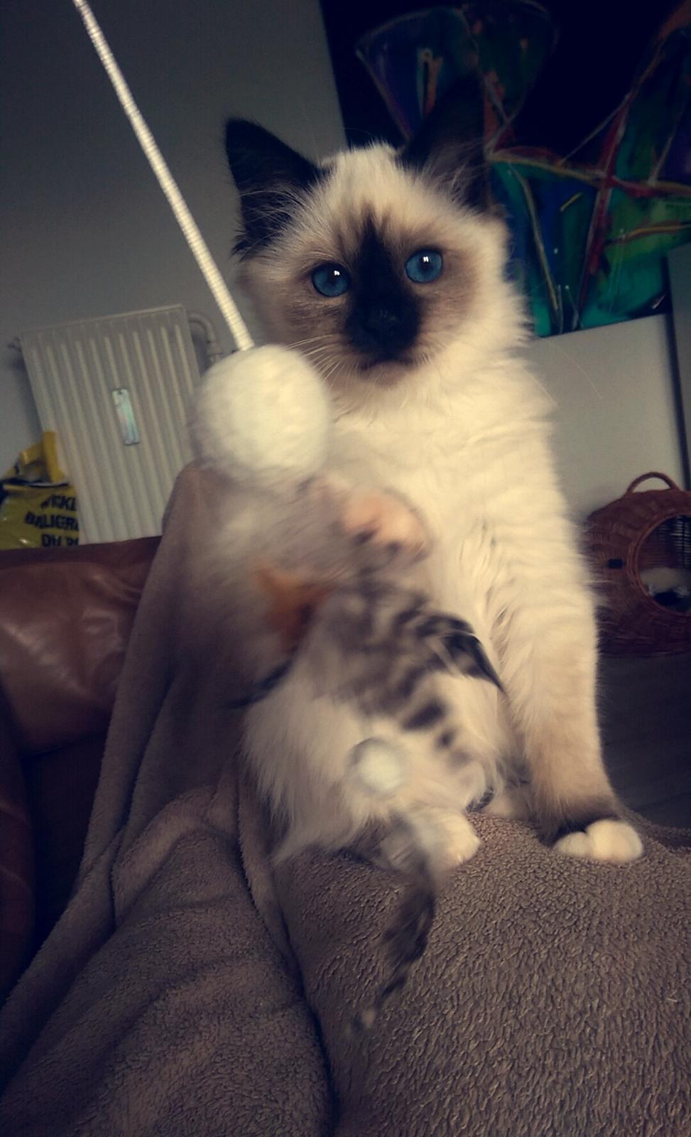 Hellig Birma Rokakitho's Pixel billede 9