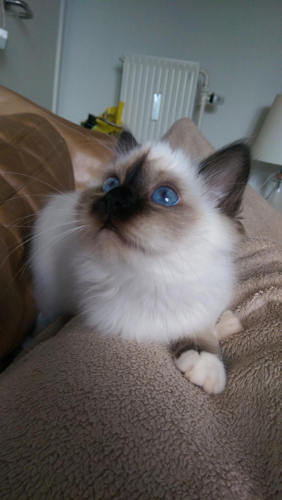 Hellig Birma Rokakitho's Pixel billede 10