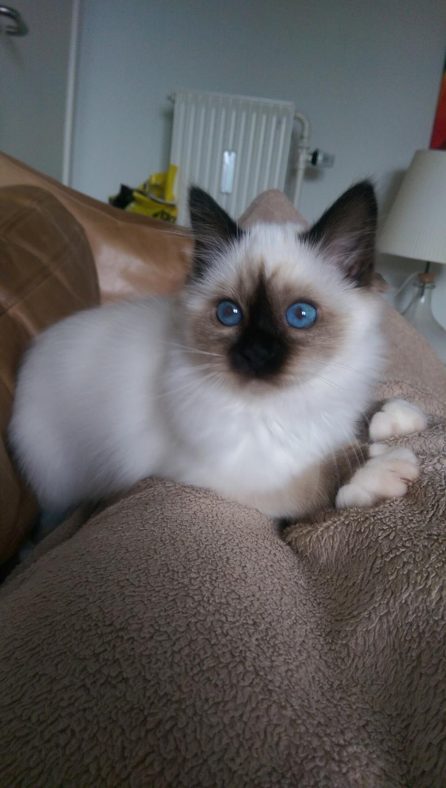 Hellig Birma Rokakitho's Pixel billede 11