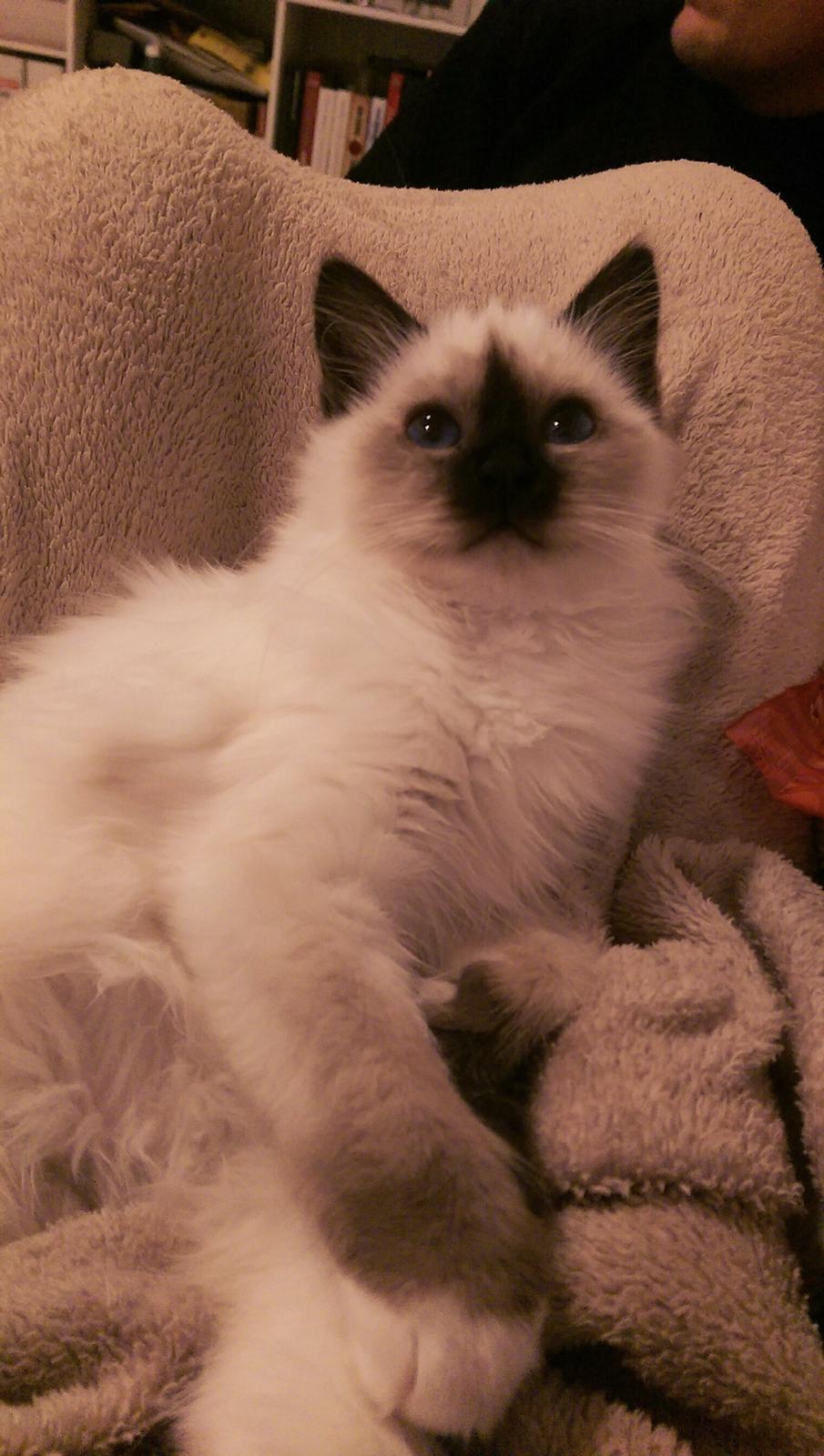 Hellig Birma Rokakitho's Pixel billede 13