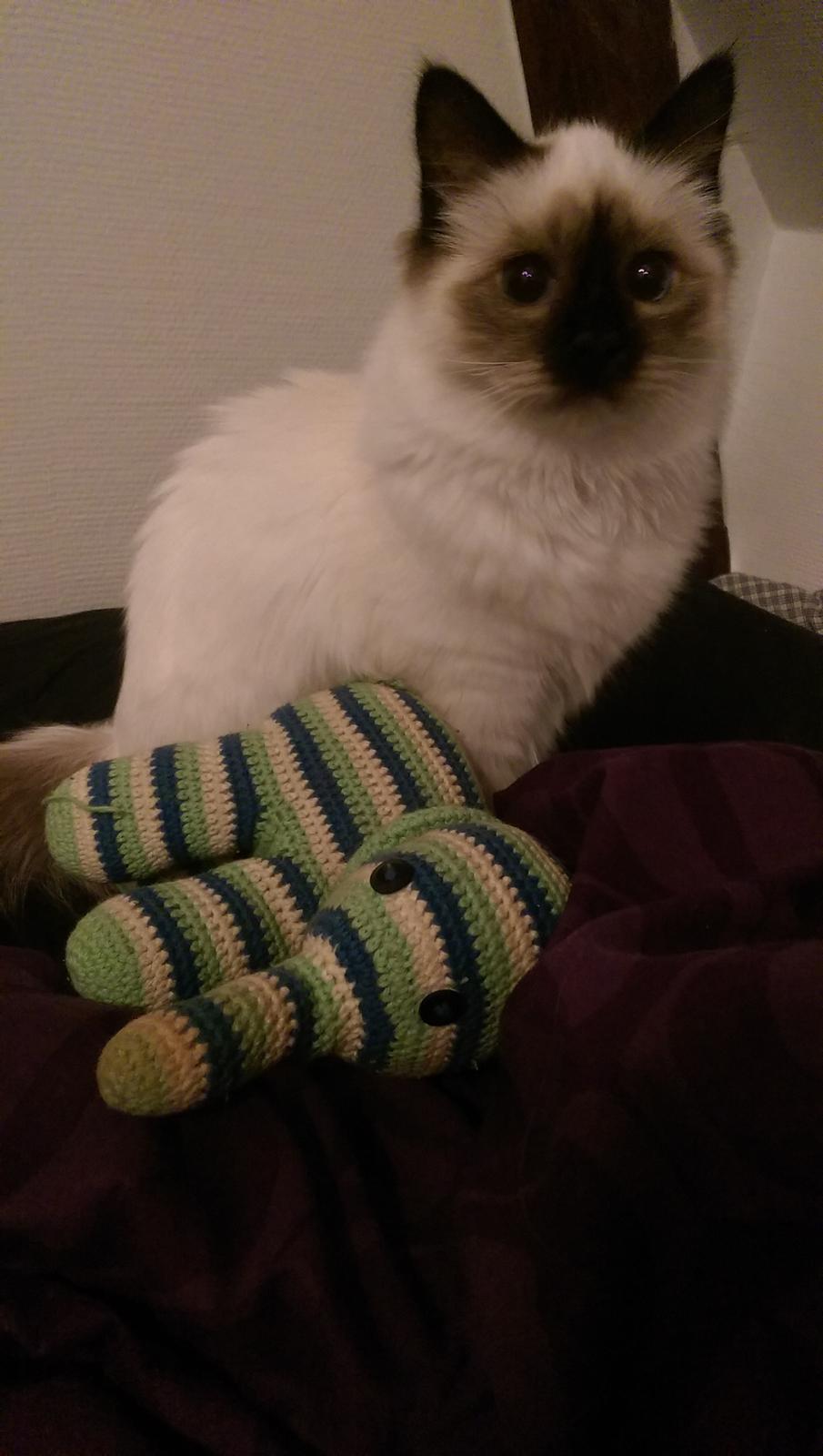 Hellig Birma Rokakitho's Pixel billede 15