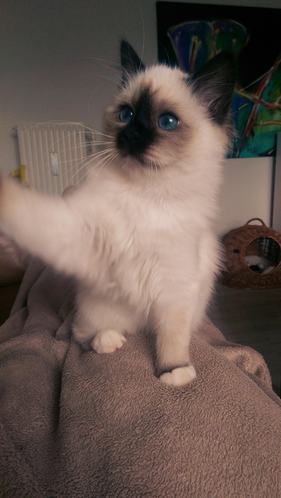 Hellig Birma Rokakitho's Pixel billede 12