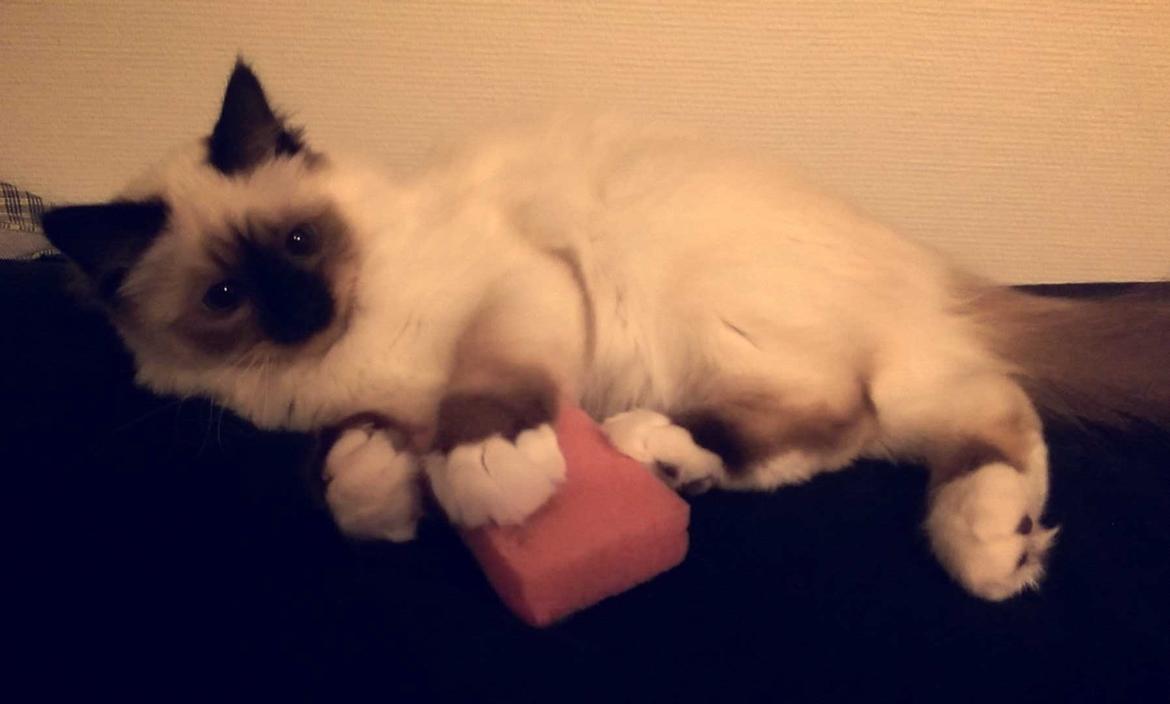 Hellig Birma Rokakitho's Pixel billede 5