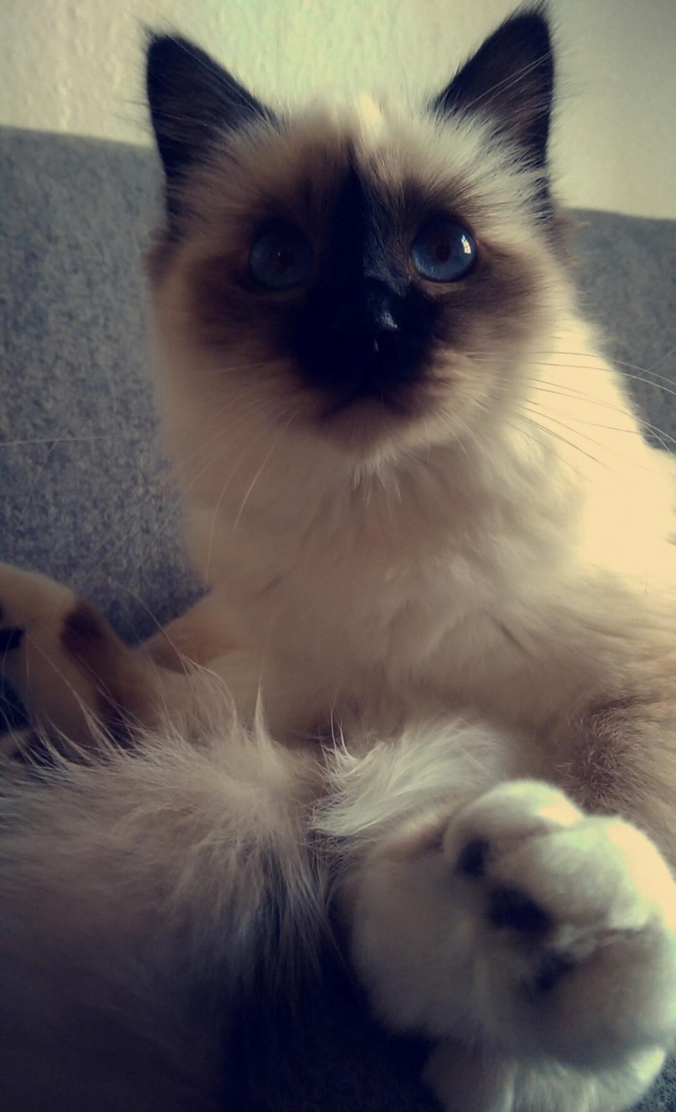 Hellig Birma Rokakitho's Pixel billede 14