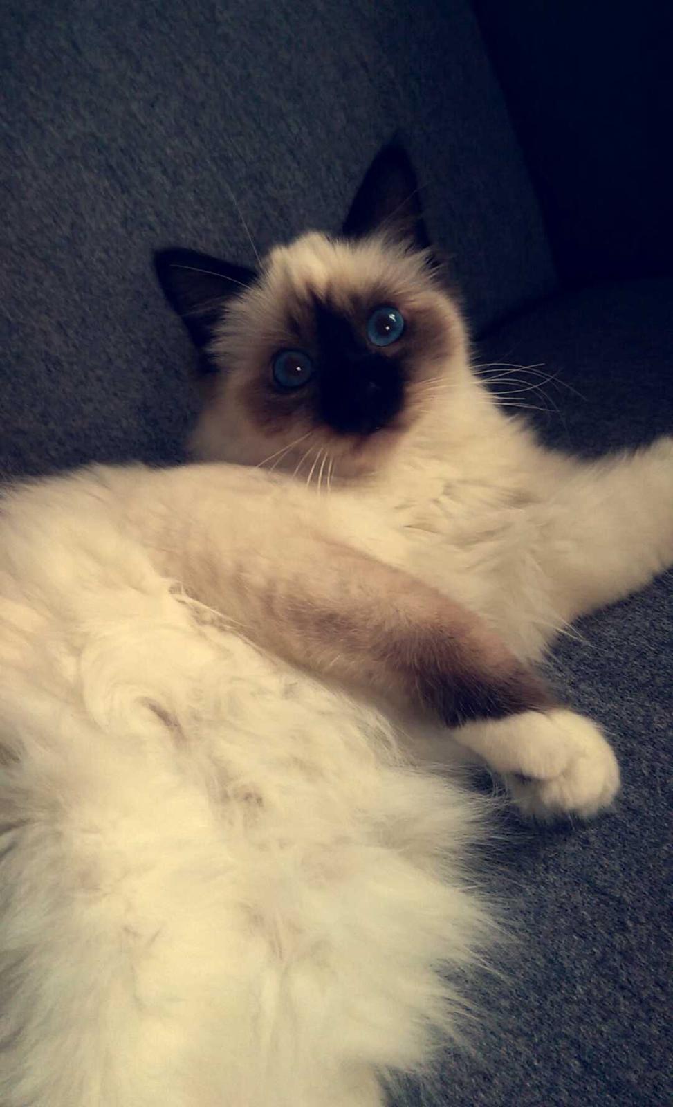 Hellig Birma Rokakitho's Pixel billede 16