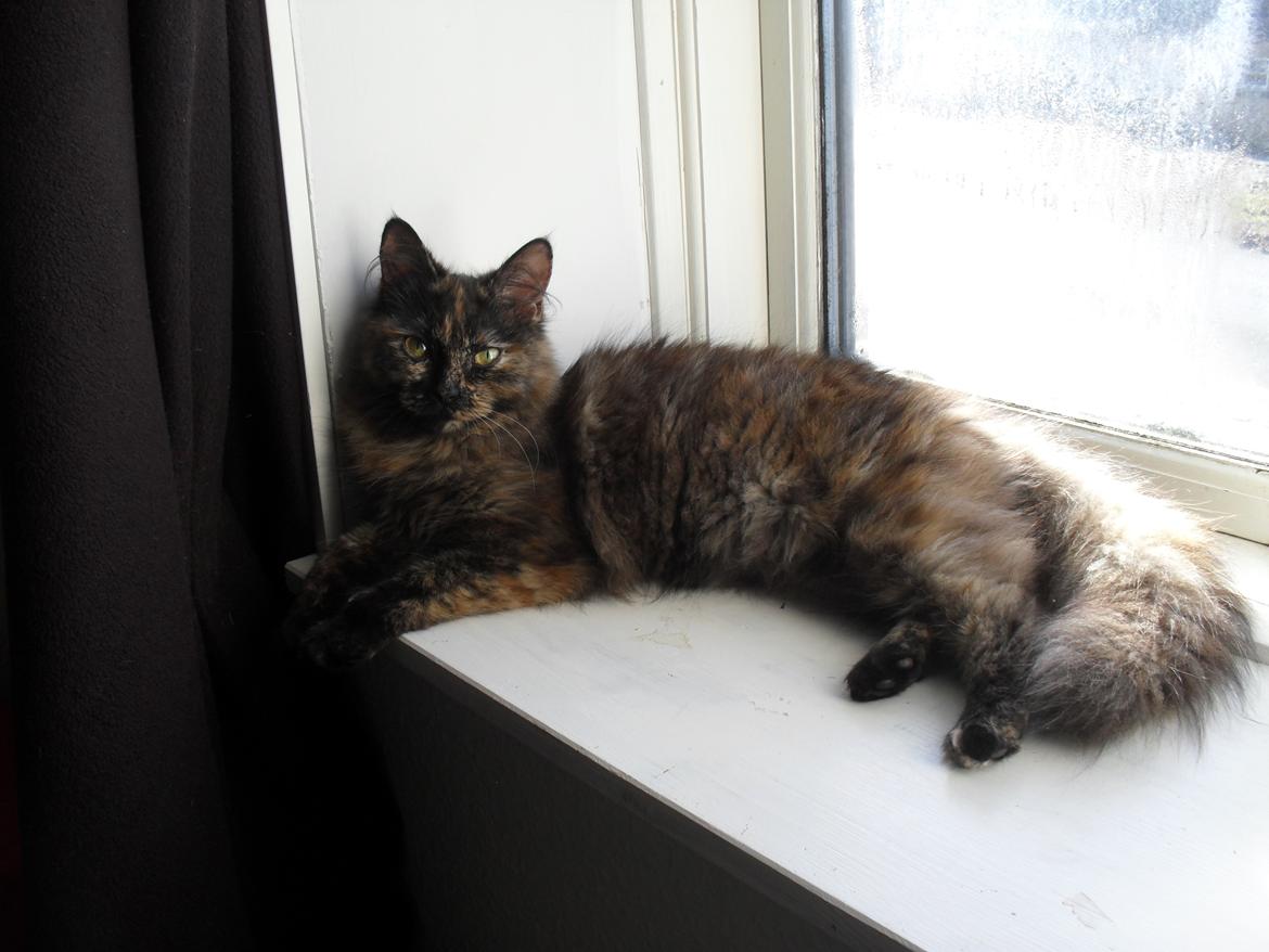 Maine Coon Kirby billede 12