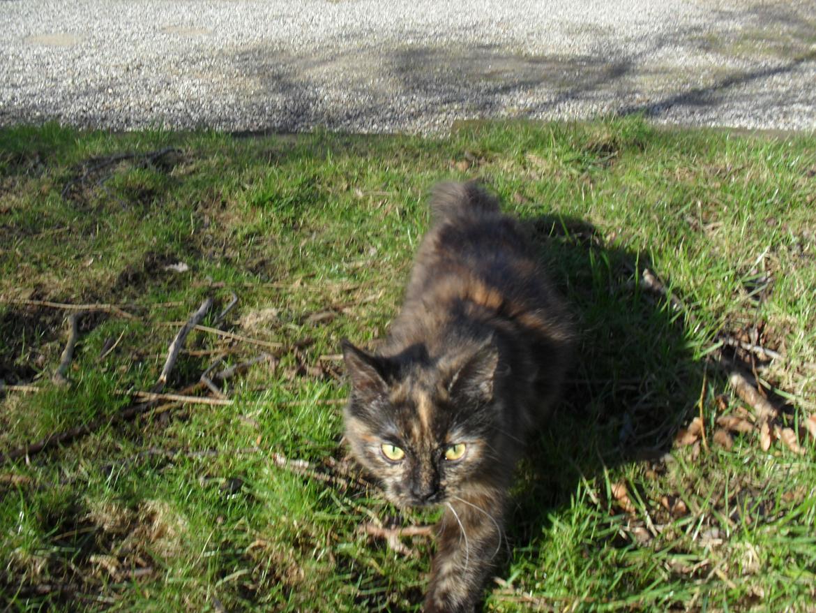 Maine Coon Kirby billede 29