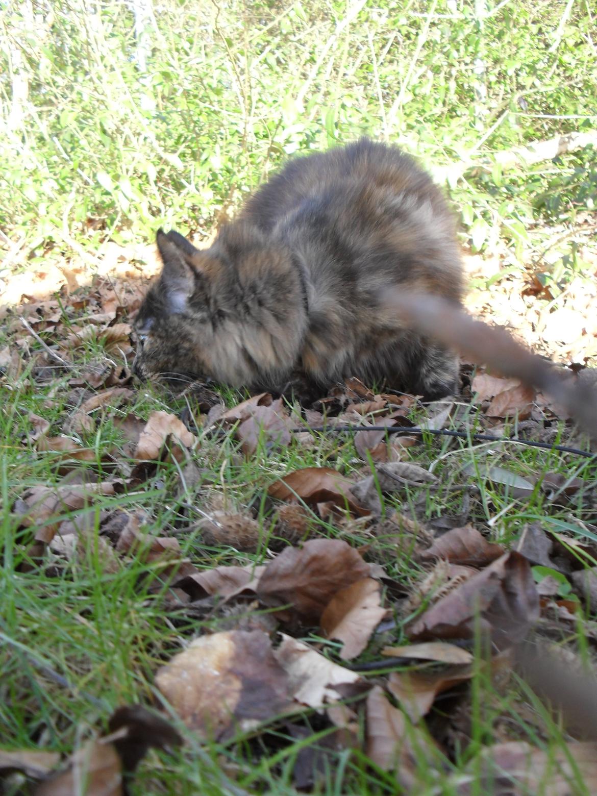 Maine Coon Kirby billede 30