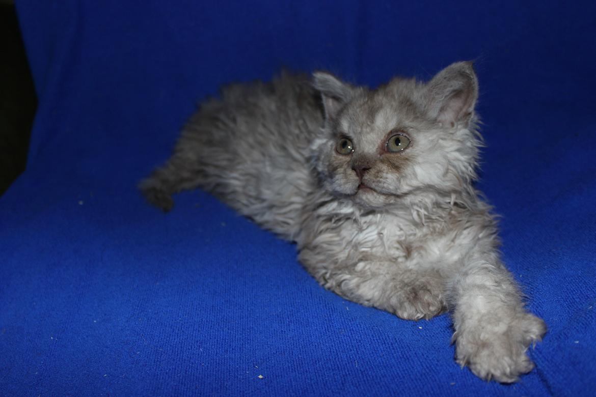 Selkirk Rex  QGC og international champion Tzari Partytrooper - 9 uger billede 27