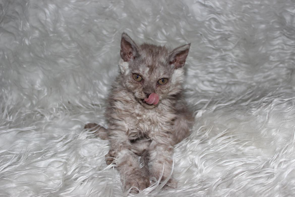 Selkirk Rex  Tzari Revolution (Lulu) - 9 uger billede 1