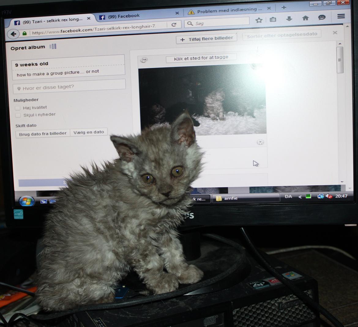 Selkirk Rex  Tzari Revolution (Lulu) - 9 uger billede 30