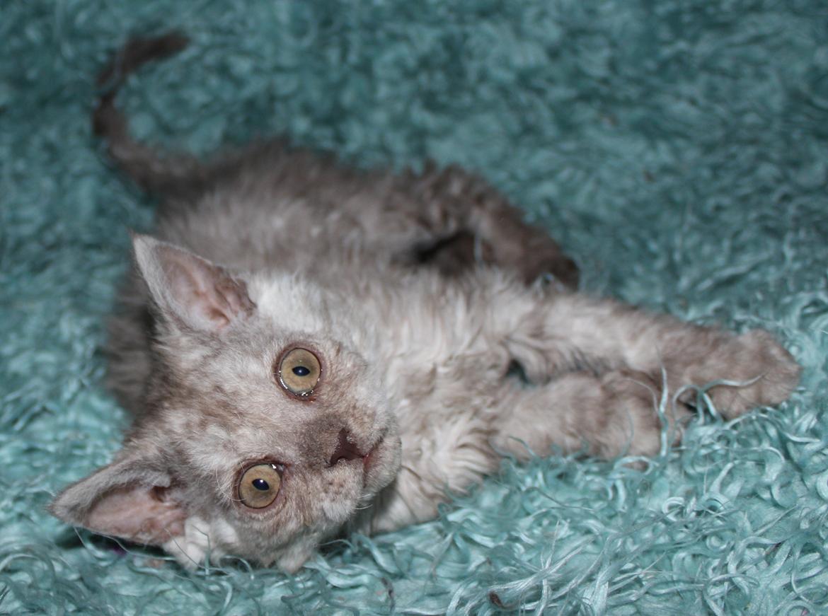 Selkirk Rex  Tzari Revolution (Lulu) - 9 uger billede 32