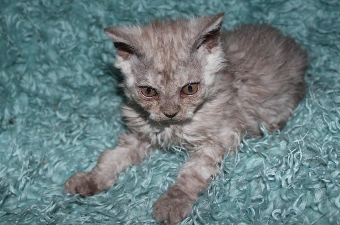 Selkirk Rex  Tzari Revolution (Lulu) - 9 uger billede 31