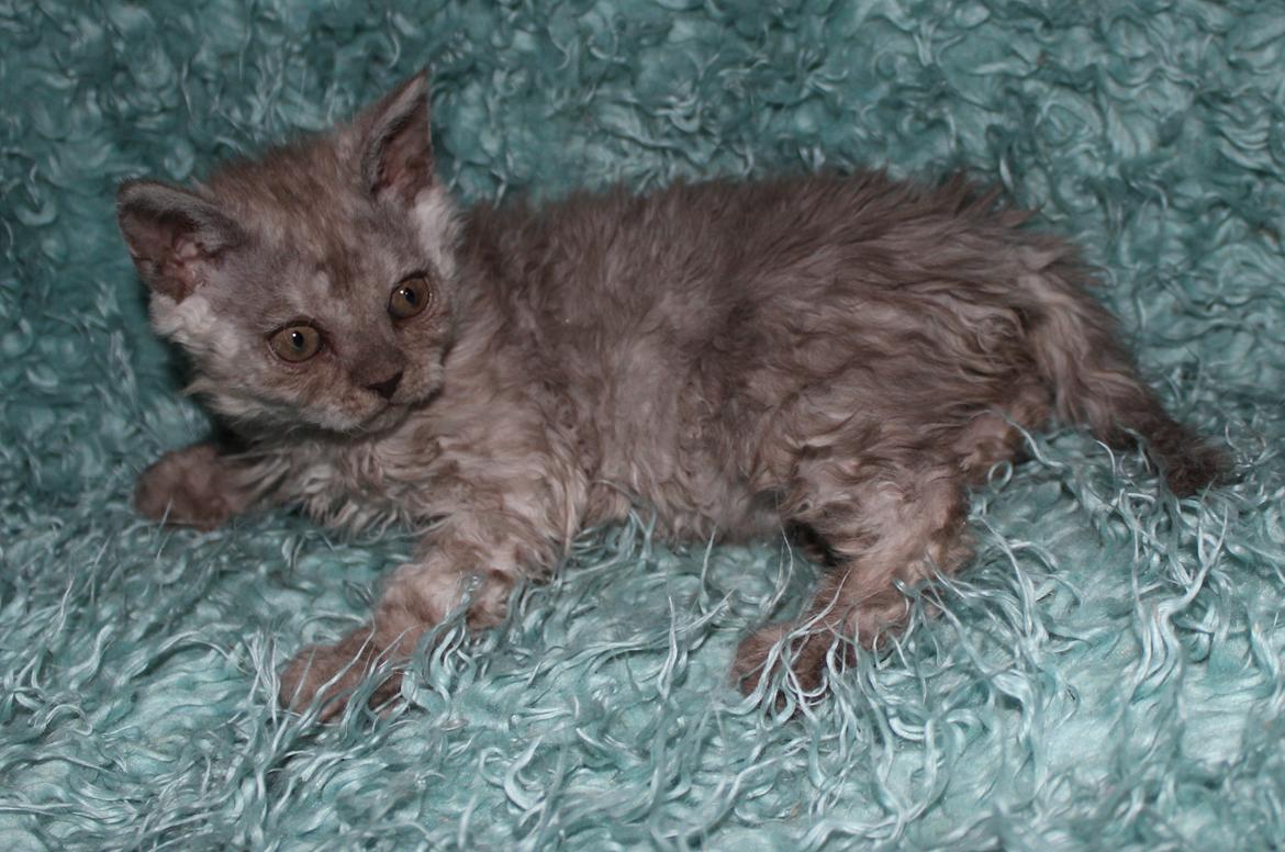 Selkirk Rex  Tzari Revolution (Lulu) - 9 uger billede 34