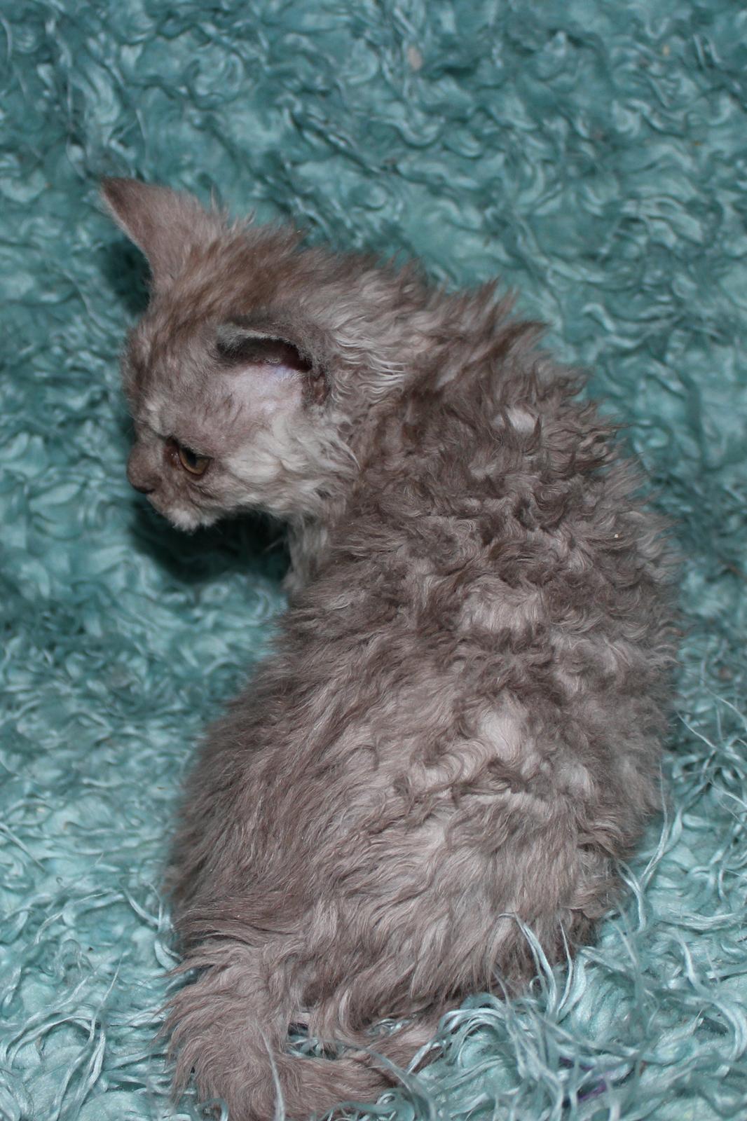 Selkirk Rex  Tzari Revolution (Lulu) - 9 uger billede 2