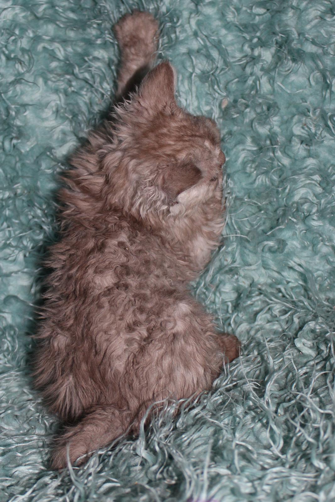 Selkirk Rex  Tzari Revolution (Lulu) - 9 uger billede 35