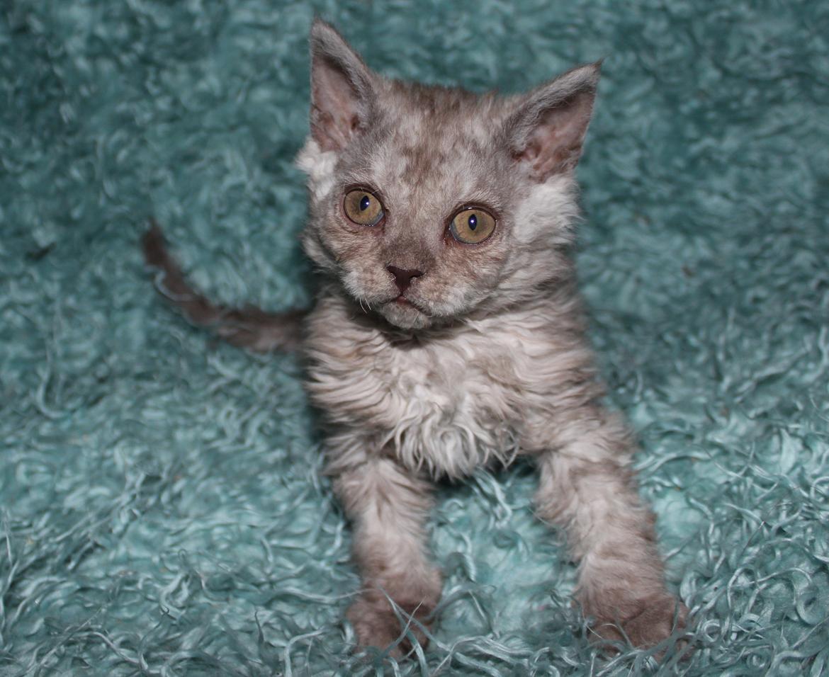 Selkirk Rex  Tzari Revolution (Lulu) - 9 uger billede 36