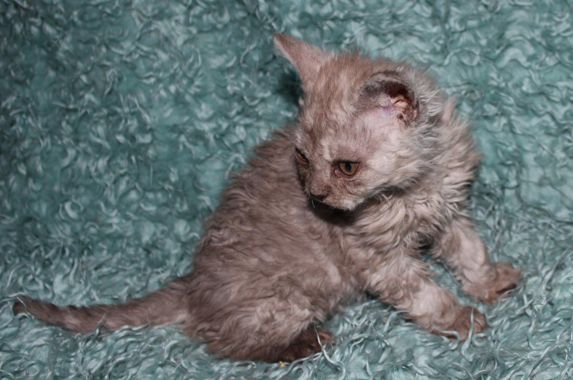 Selkirk Rex  Tzari Revolution (Lulu) - 9 uger billede 37