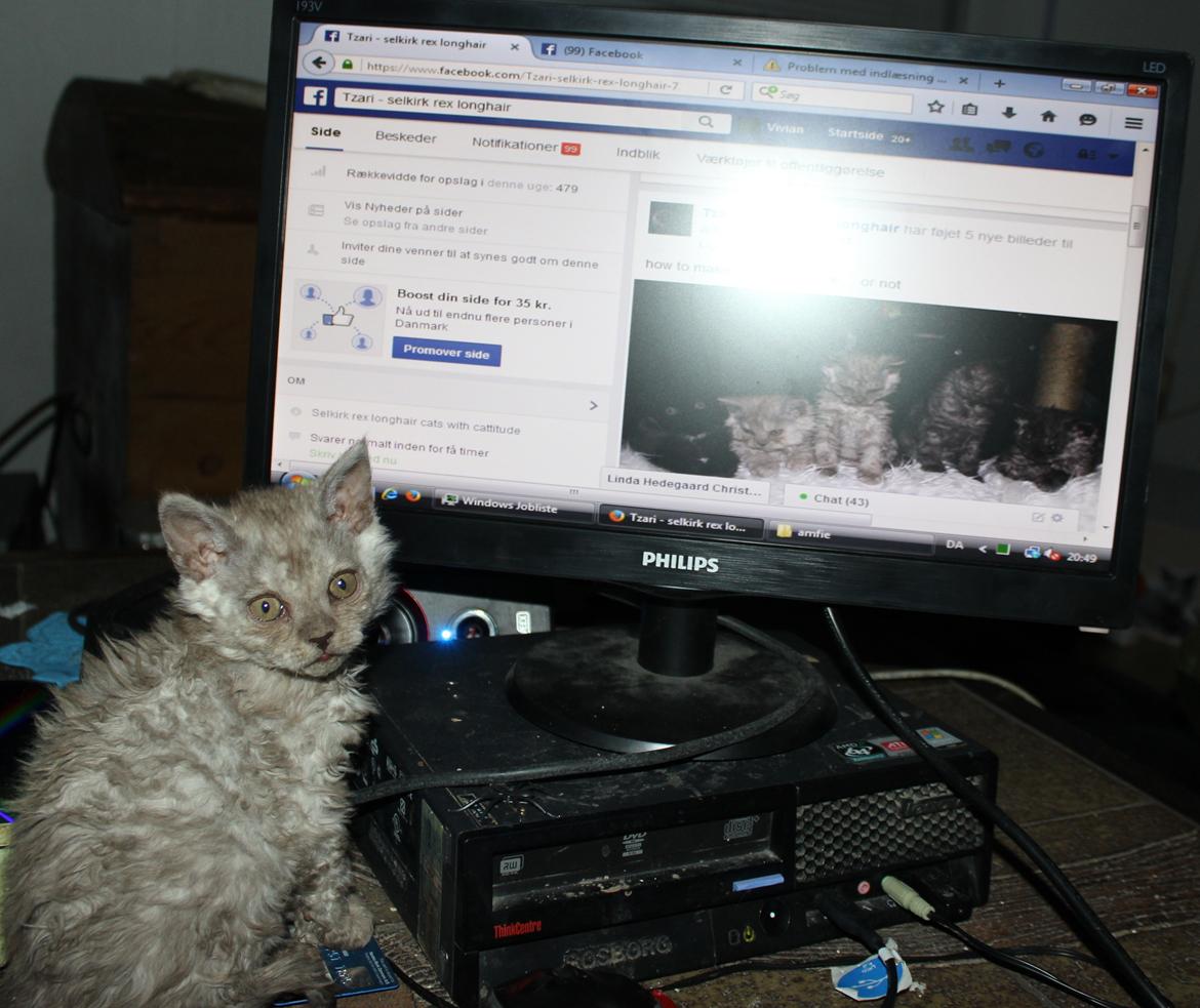 Selkirk Rex  Tzari Revolution (Lulu) - 9 uger billede 33