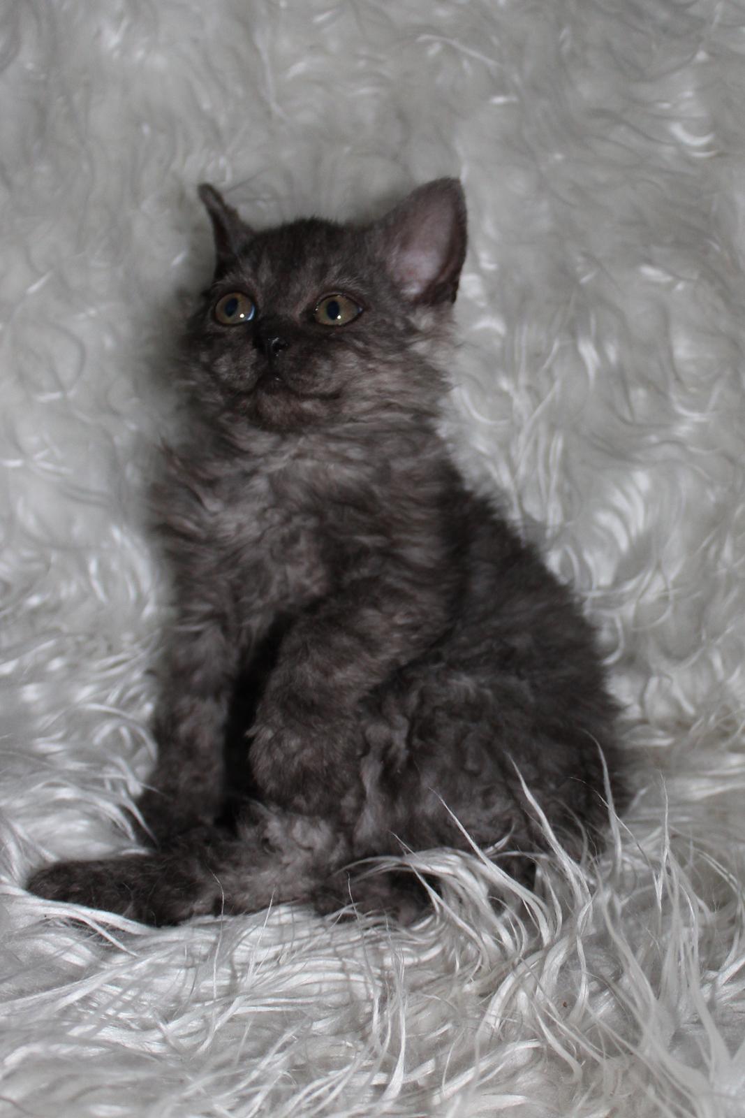 Selkirk Rex  Tzari Amphetamine - 9 uger billede 34