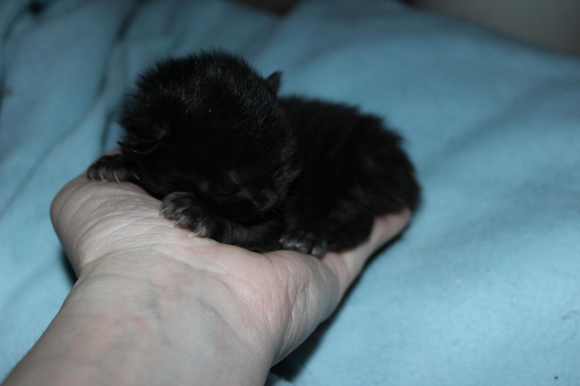 Selkirk Rex  Tzari Dark Dance - 1 uge gammel billede 22