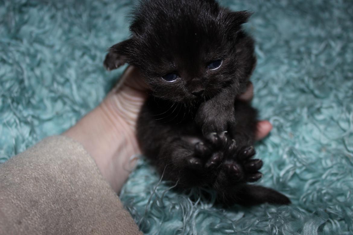 Selkirk Rex  Tzari Dark Dance - 2 uger gammel billede 24