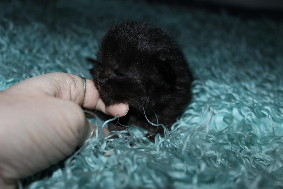 Selkirk Rex  Tzari Dark Dance - 2 uger gammel billede 25