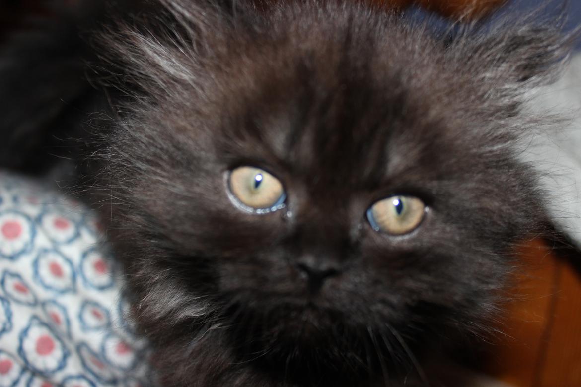 Selkirk Rex  Tzari Dark Dance - 9 uger billede 6