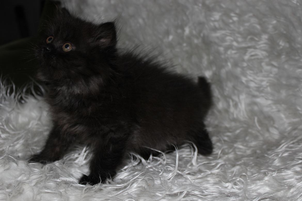 Selkirk Rex  Tzari Dark Dance - 9 uger billede 4