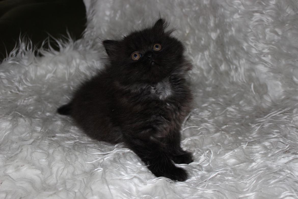 Selkirk Rex  Tzari Dark Dance - 9 uger billede 5