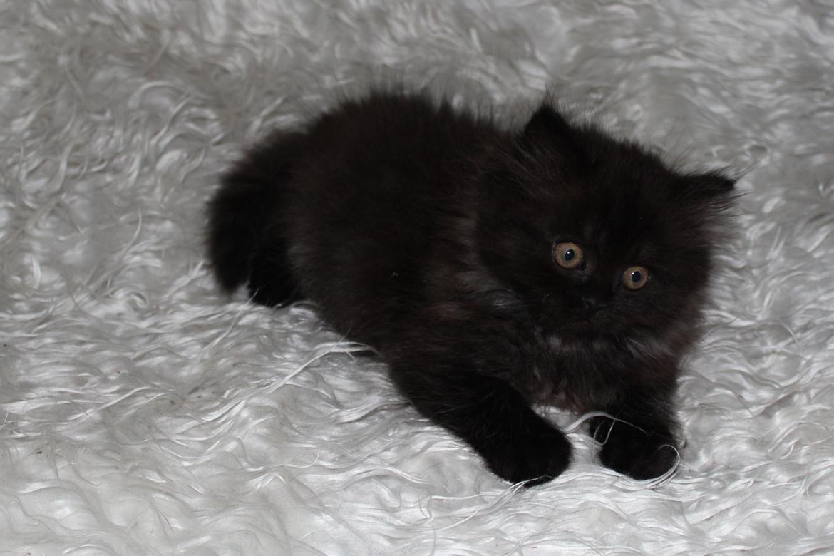 Selkirk Rex  Tzari Dark Dance - 9 uger billede 7