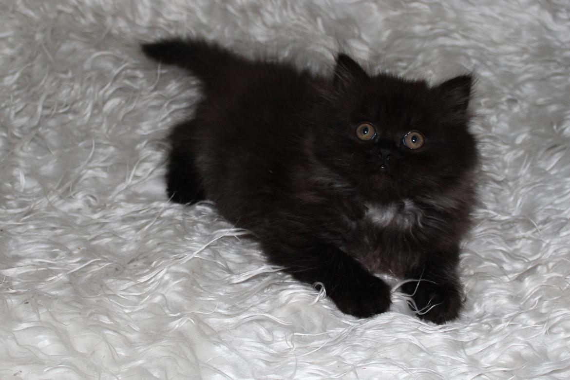 Selkirk Rex  Tzari Dark Dance - 9 uger billede 2