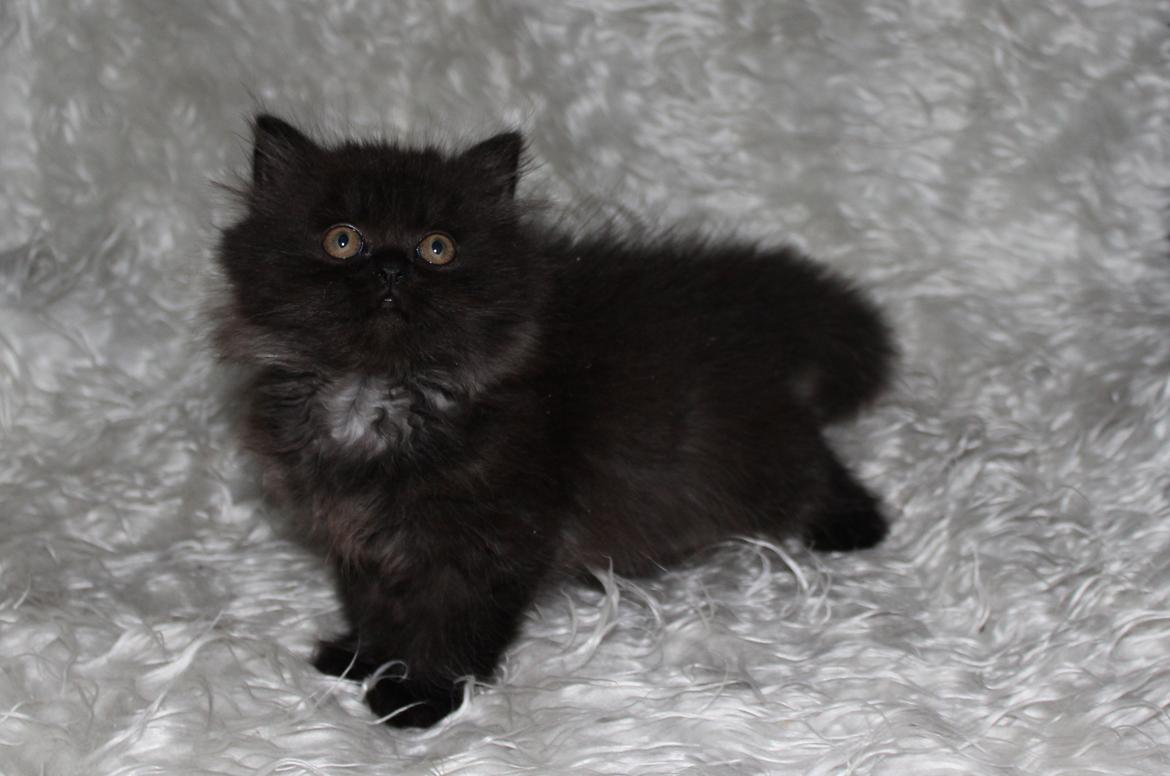 Selkirk Rex  Tzari Dark Dance - 9 uger billede 1