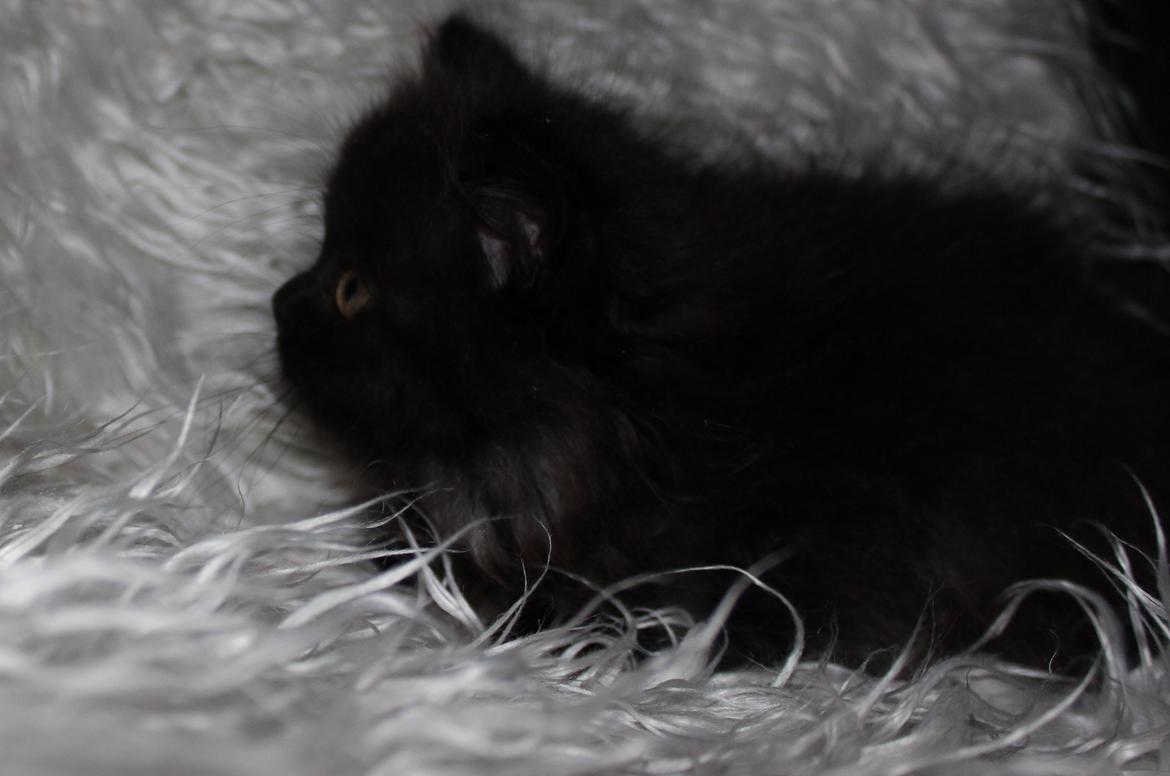 Selkirk Rex  Tzari Dark Dance - 9 uger billede 8