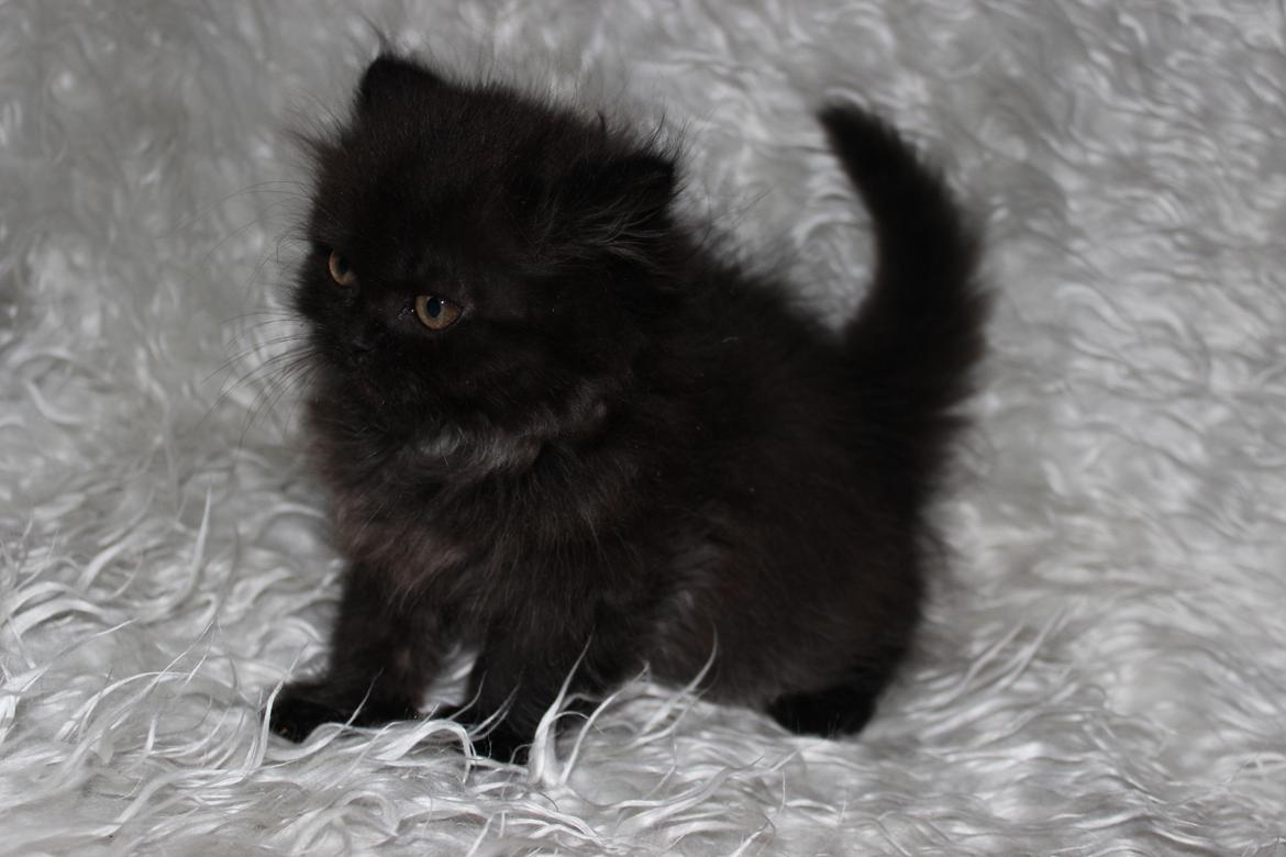 Selkirk Rex  Tzari Dark Dance - 9 uger billede 3