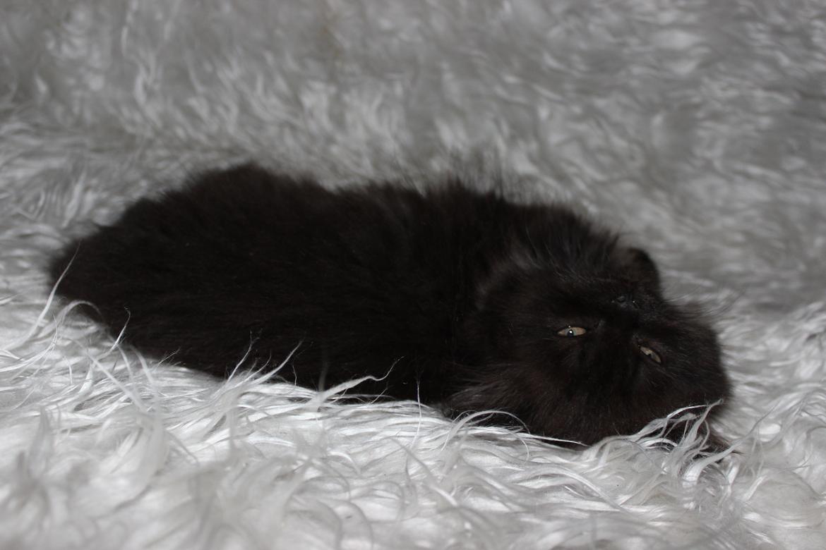 Selkirk Rex  Tzari Dark Dance - 9 uger billede 9