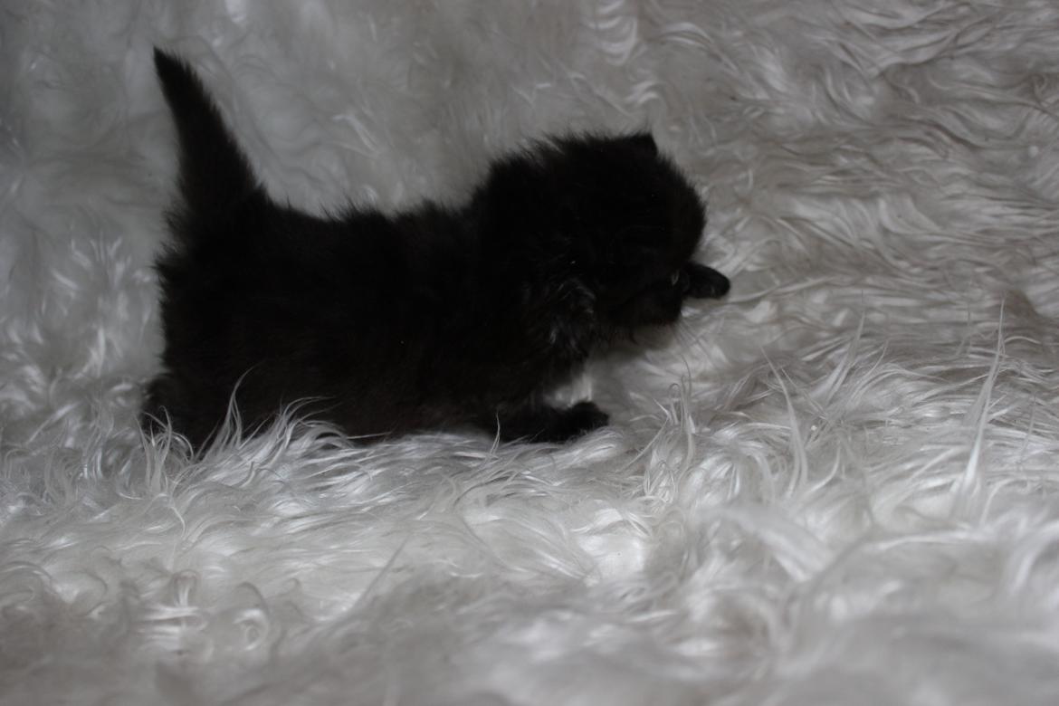 Selkirk Rex  Tzari Dark Dance - 5 uger billede 11