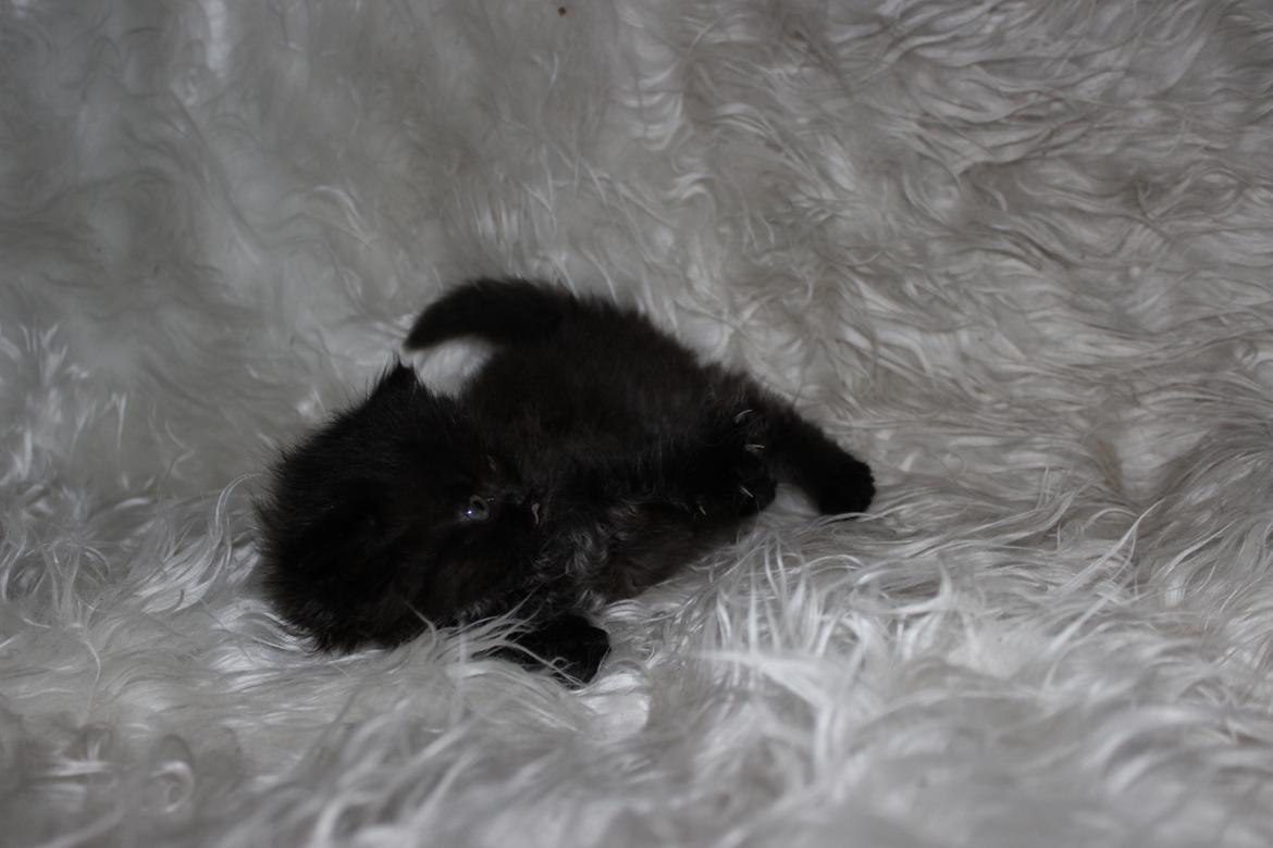 Selkirk Rex  Tzari Dark Dance - 5 uger billede 12