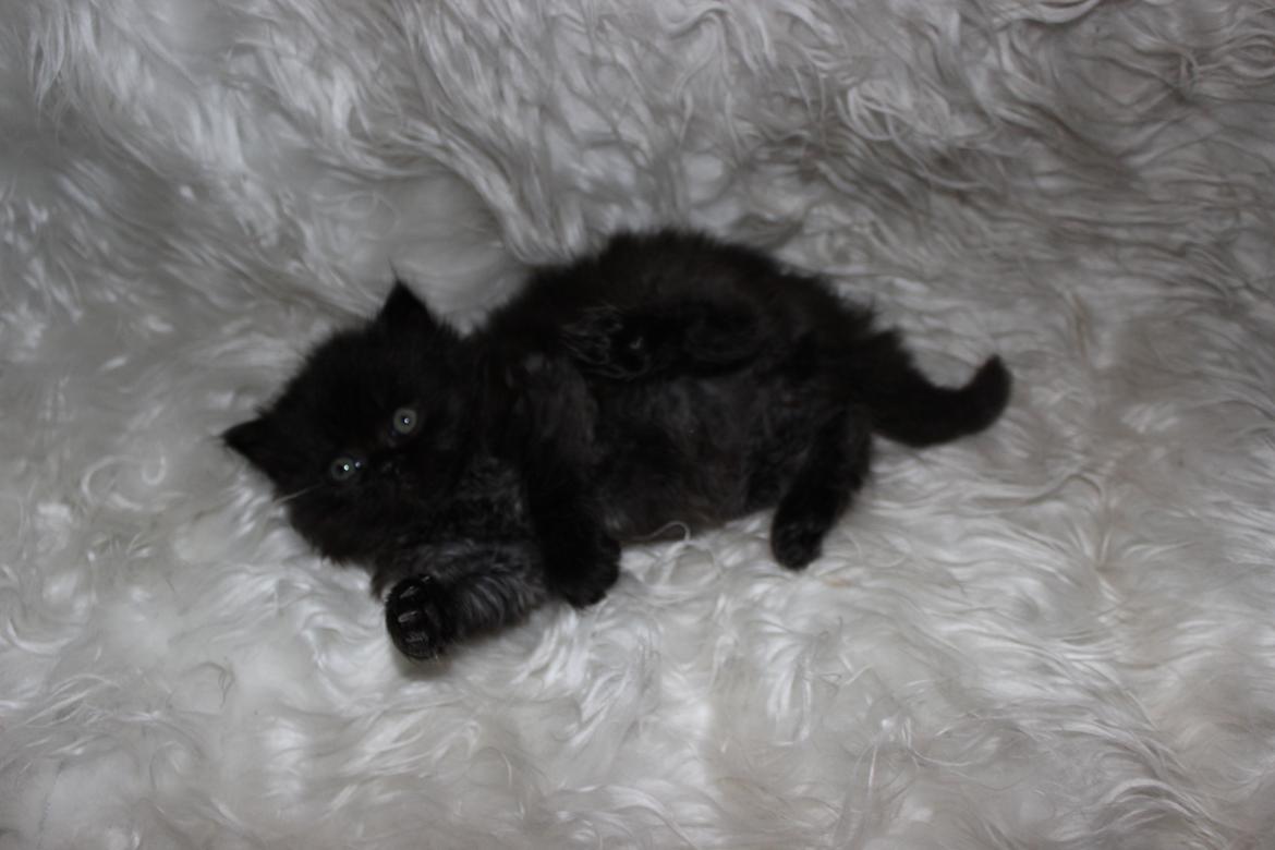 Selkirk Rex  Tzari Dark Dance - 5 uger billede 14