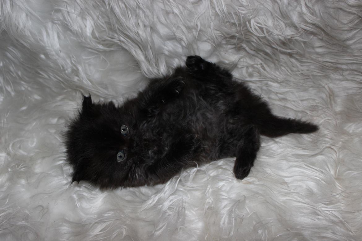 Selkirk Rex  Tzari Dark Dance - 5 uger billede 15