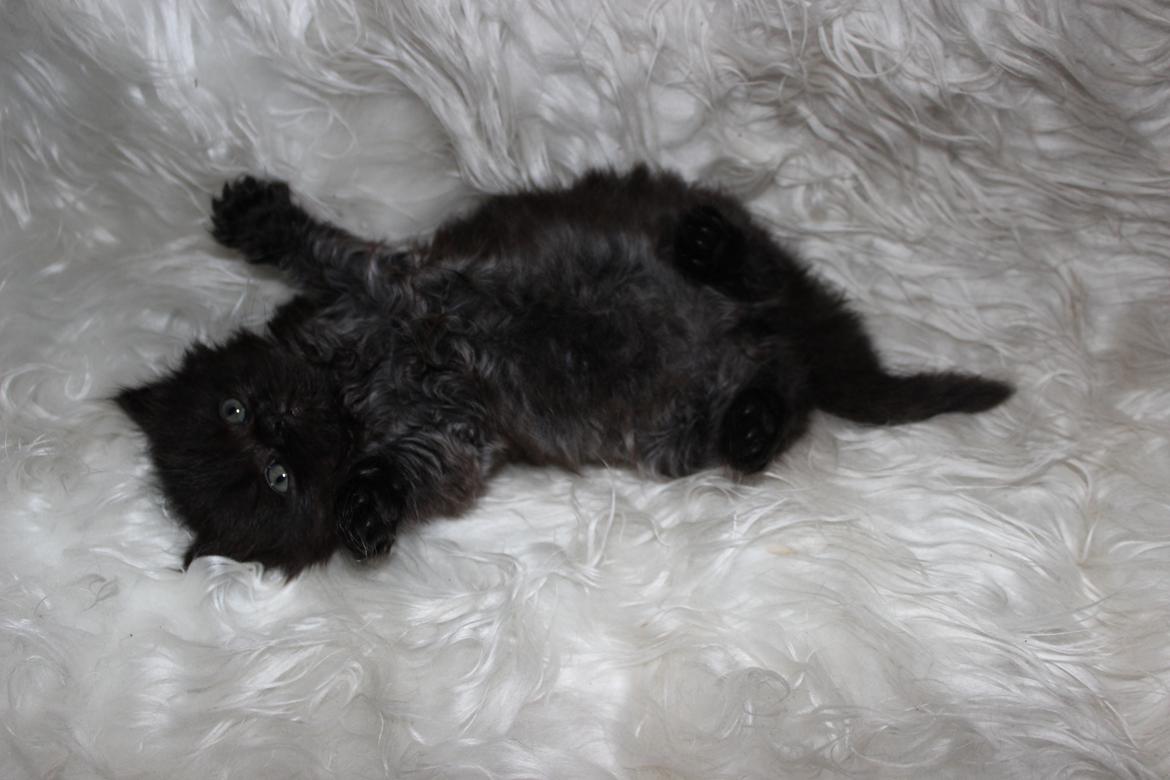 Selkirk Rex  Tzari Dark Dance - 5 uger billede 16