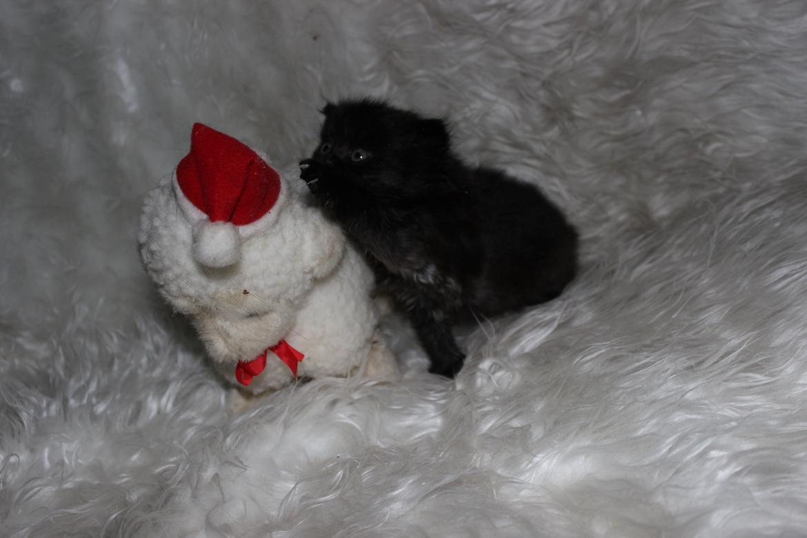 Selkirk Rex  Tzari Dark Dance - 5 uger billede 19