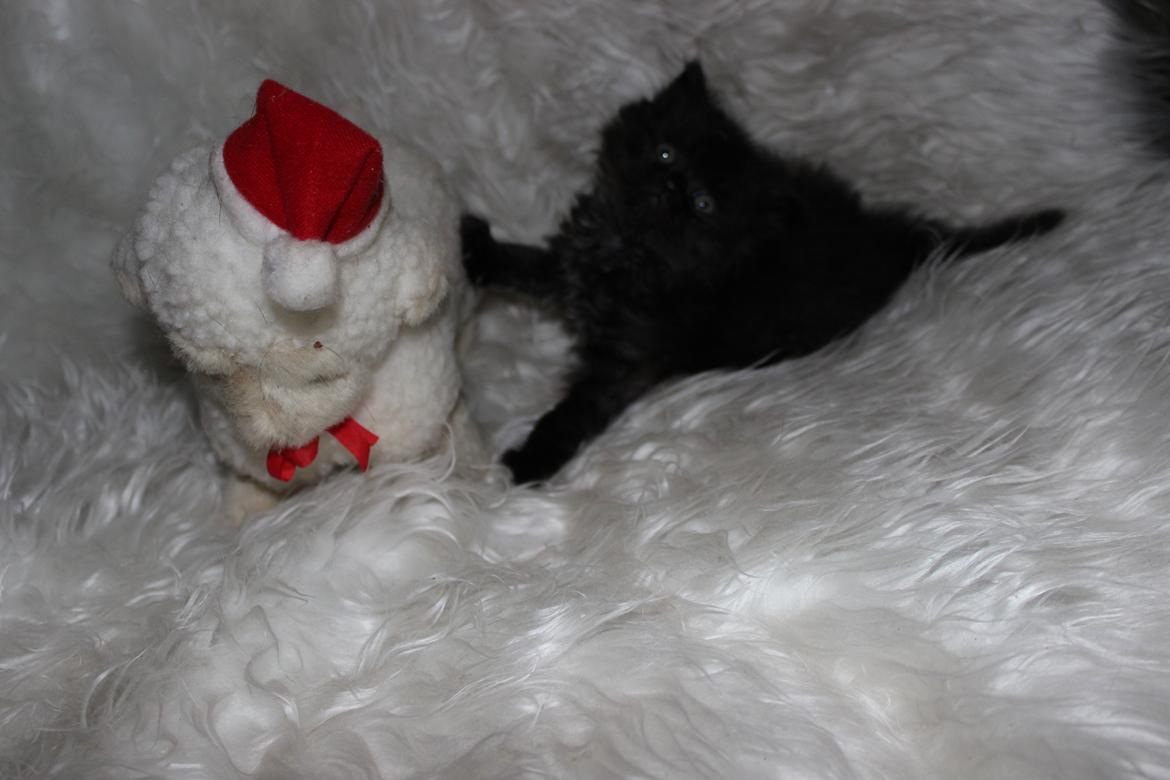 Selkirk Rex  Tzari Dark Dance - 5 uger billede 20