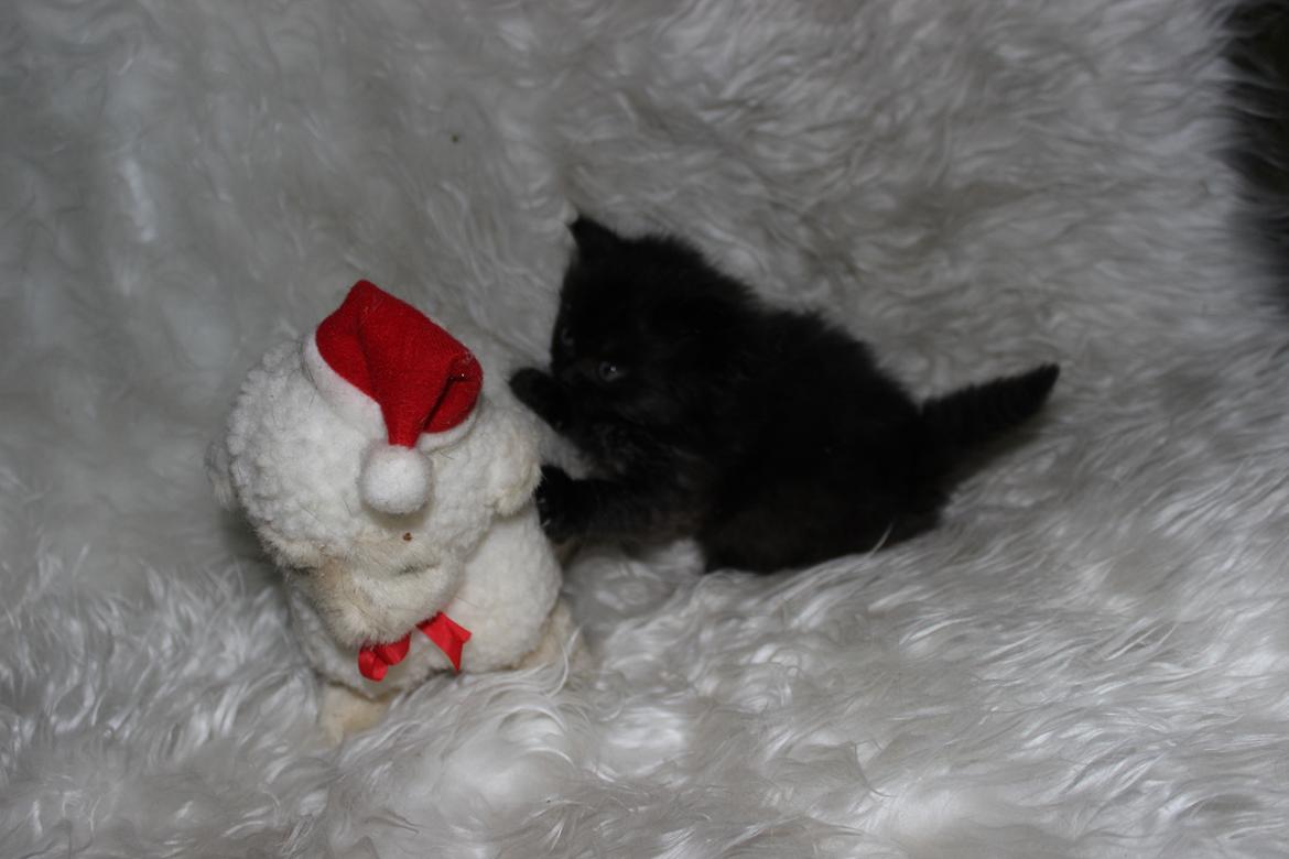 Selkirk Rex  Tzari Dark Dance - 5 uger billede 21