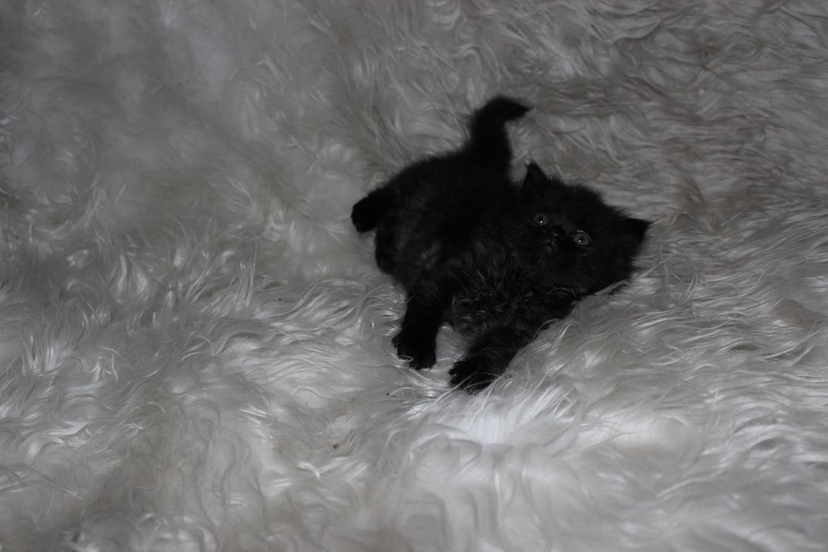 Selkirk Rex  Tzari Dark Dance - 5 uger billede 23