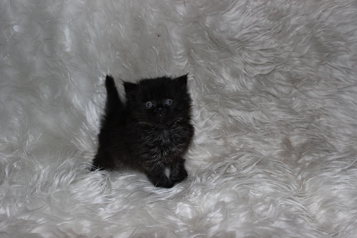 Selkirk Rex  Tzari Dark Dance - 5 uger billede 17