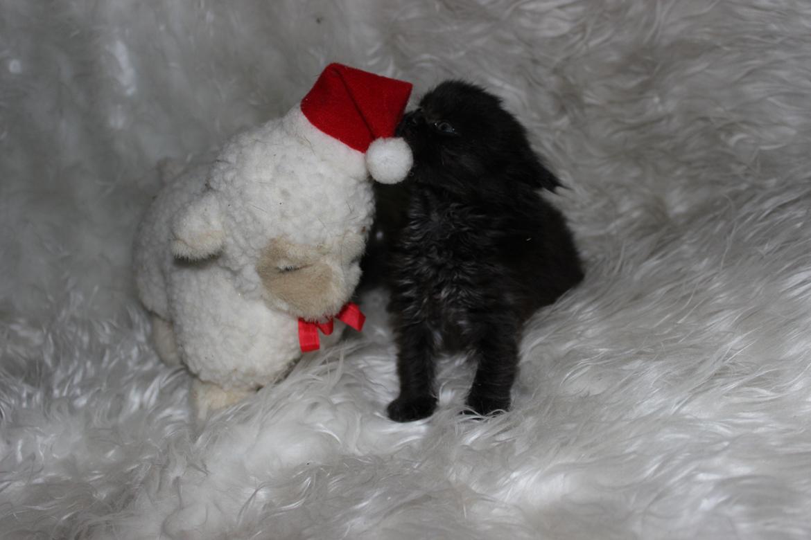 Selkirk Rex  Tzari Dark Dance - 5 uger billede 18