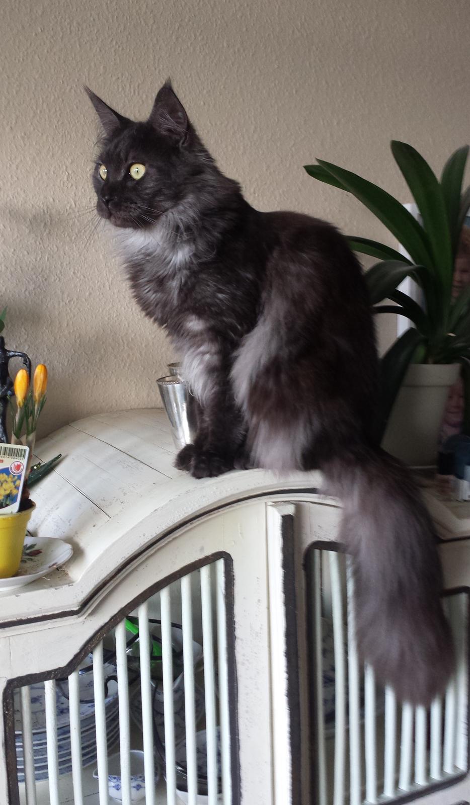 Maine Coon Selma -Venter killinger ca. 19 juni 2016. - 26.02.2016 - 1 år og 12  dage billede 2