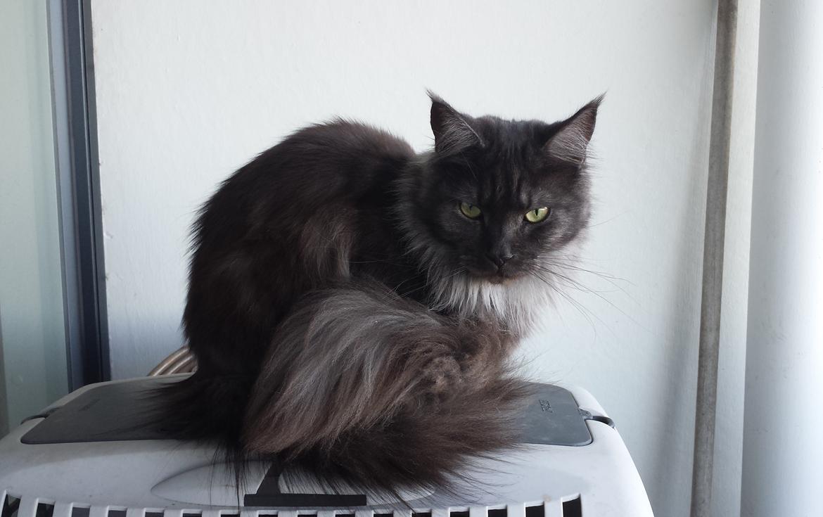 Maine Coon Selma -Venter killinger ca. 19 juni 2016. - 26.02.2016 - 1 år og 12  dage billede 5