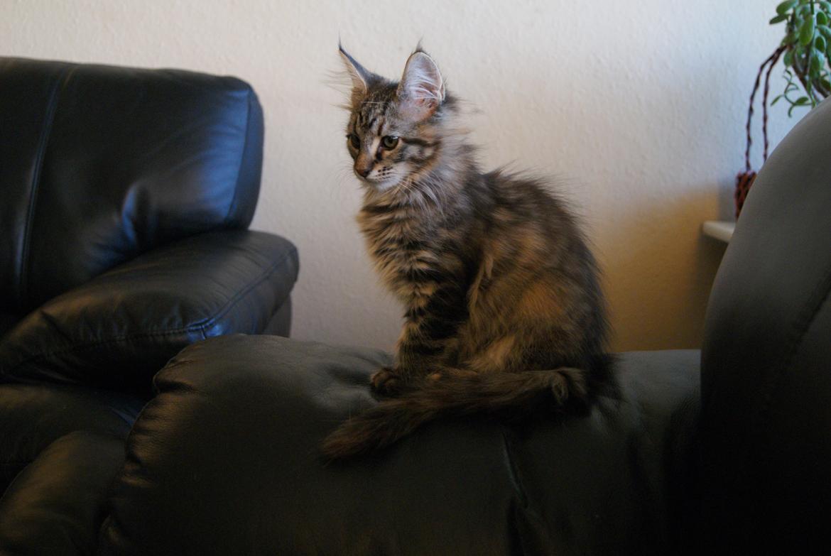Maine Coon Sonja - 12 uger  billede 3